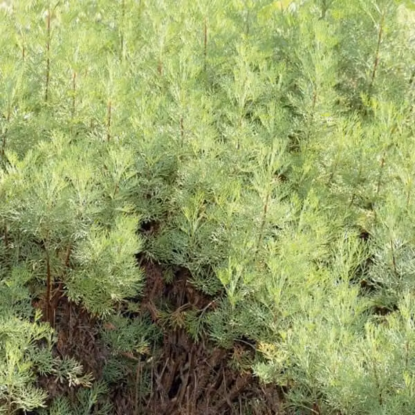 6 piante di Eberraute (Artemisia abrotanum) | Vaso da 9x9 cm