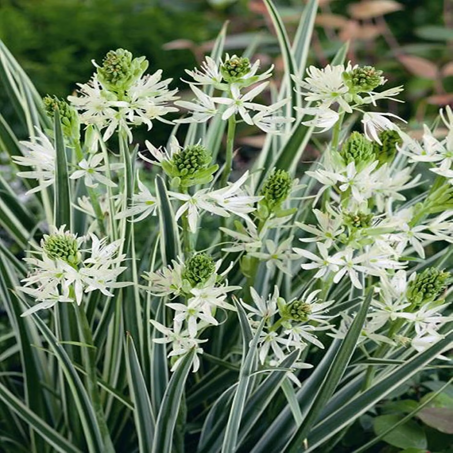 Camassia Fiori Bulbi Bulbi Kamasja Sacajawea 1 pz.