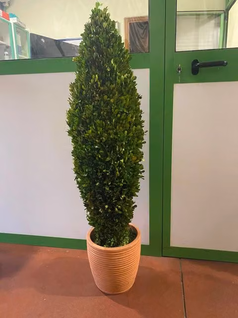 Pianta di bosso stabilizzata buxus boxus h115 (no acqua no manutenzione)
