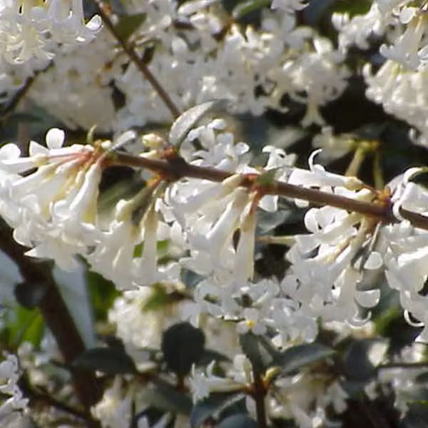 2 piante di Osmanthus delavayi, con fiori profumati, in vaso, altezza 30-40 cm