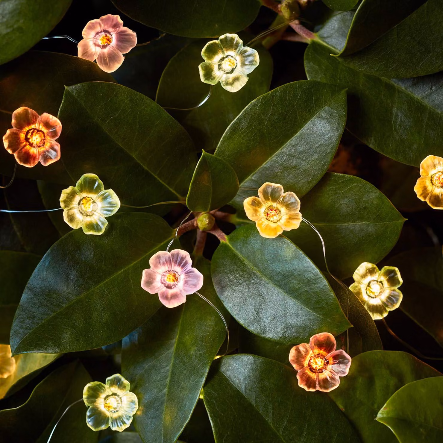 Catena luminosa a LED a forma di fiori, con 20 micro-LED bianchi caldi, lunghezza 2,5 metri, con timer, grado di protezione IP44