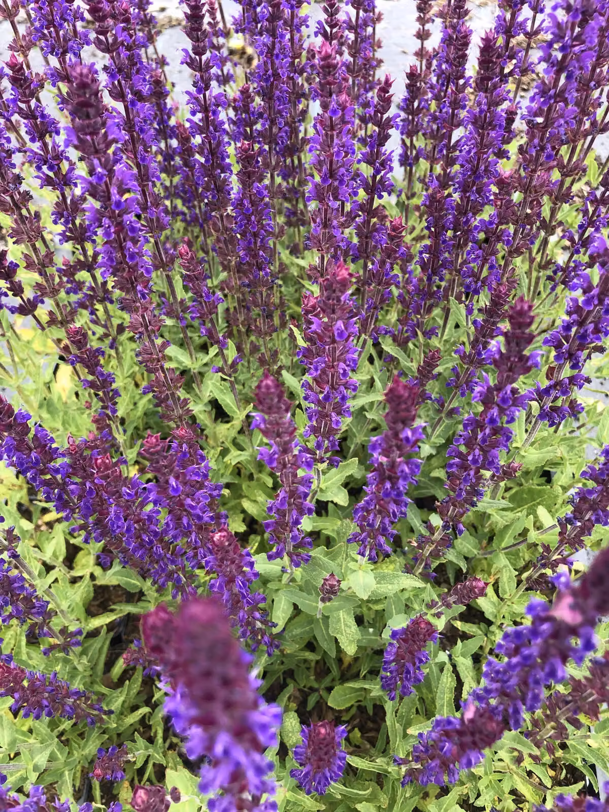 6 x Salvia nemorosa 'Caradonna' - Salvia ornamentale - vaso 9x9 cm