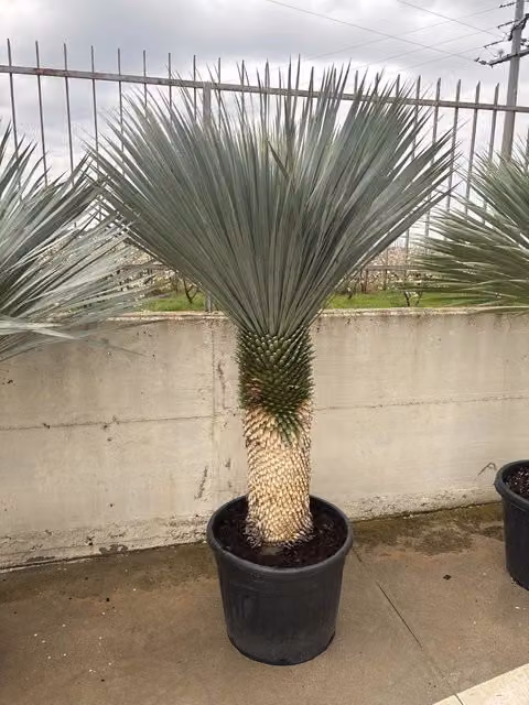 Yucca Rostrata ornamentale in vaso da Garden Forest, pianta verde per interno ed esterno, Altezza: 70-80 cm