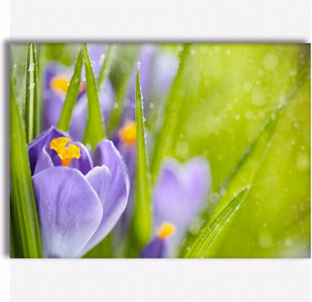 Quadro Canvas Fiori della Sorgente del Croco di Signorbit, Illustrazione Botanica Viola su Telaio in Legno, L: 140 cm, H: 100 cm
