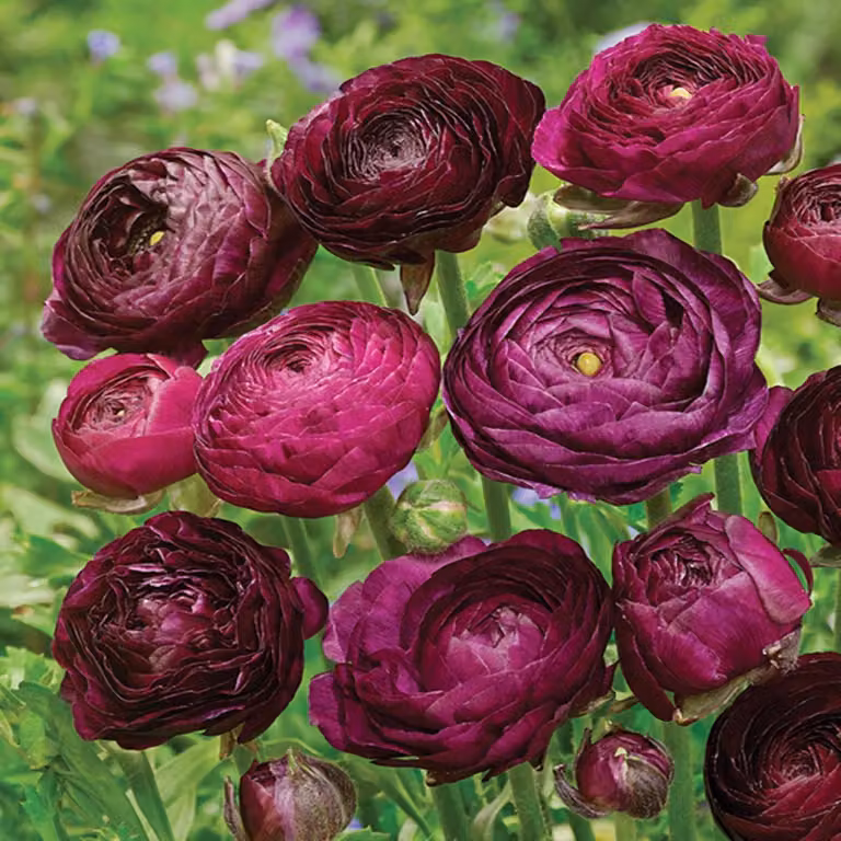Ranunculus Ranuncolo Tomer Purple 5 pz Ranuncoli piantina piantine Bulbi
