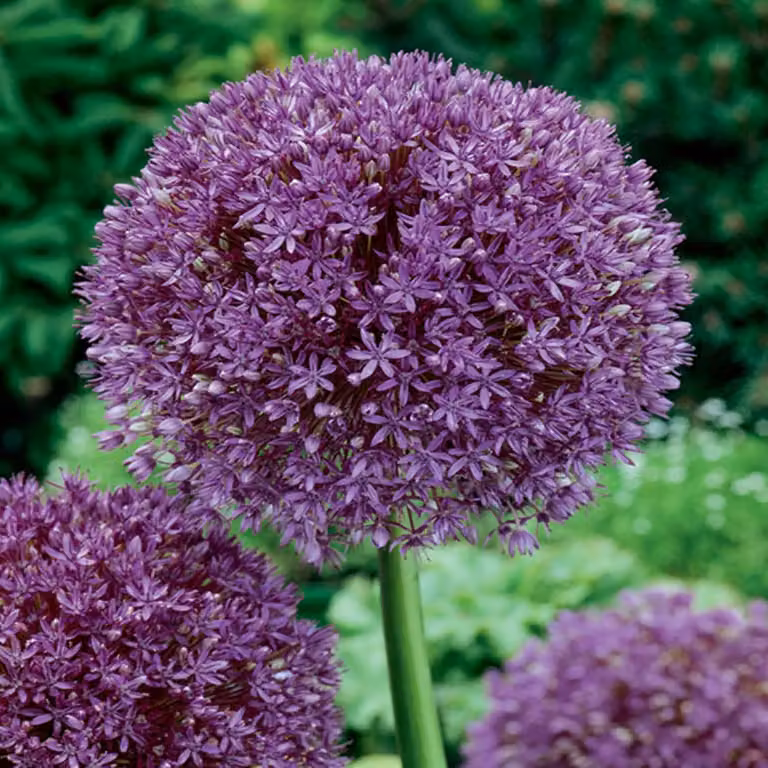 Bulbi da fiore Bulbi Porro ornamentale Allium Purple Sensation 3 pz.