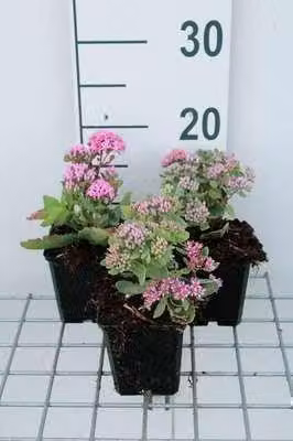 6 x Sedum hybr. 'Abbeydore' - foglia grassa - vaso 9 x 9 cm