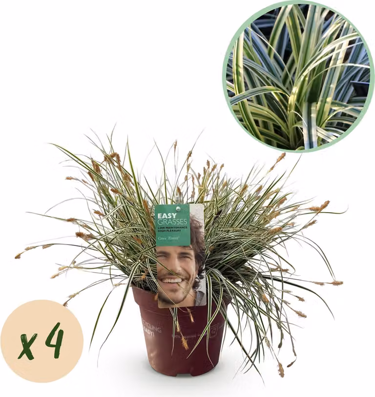 Carice verde e bianco - Carex oshimensis 'Everest' - 4 piante - Sempreverde