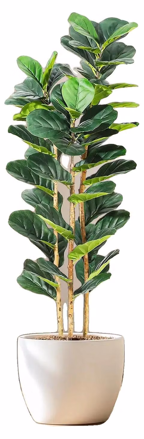 Ficus lindenii artificiale, design realistico, facile da curare, di colore verde