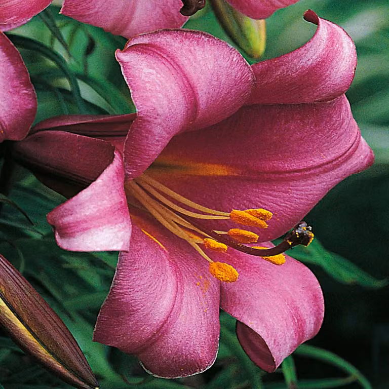 Gigli Bulbi da fiore Fiori Giglio trombetta Pink Perfection 1 pz.