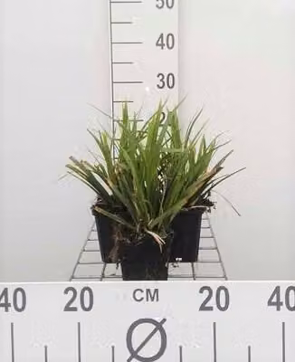 6 x Carex morr. 'Mosten' - Sedge giapponese - Vaso 9 x 9 cm
