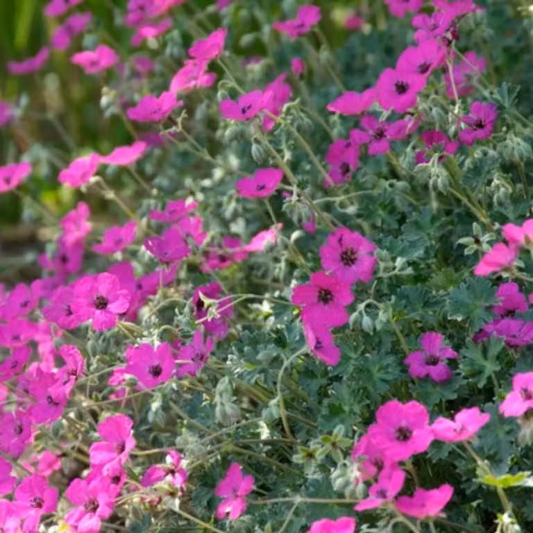 Geranium sanguineum Max Frei, 48 piante, Ø9cm, altezza 10-25cm, rosso carminio