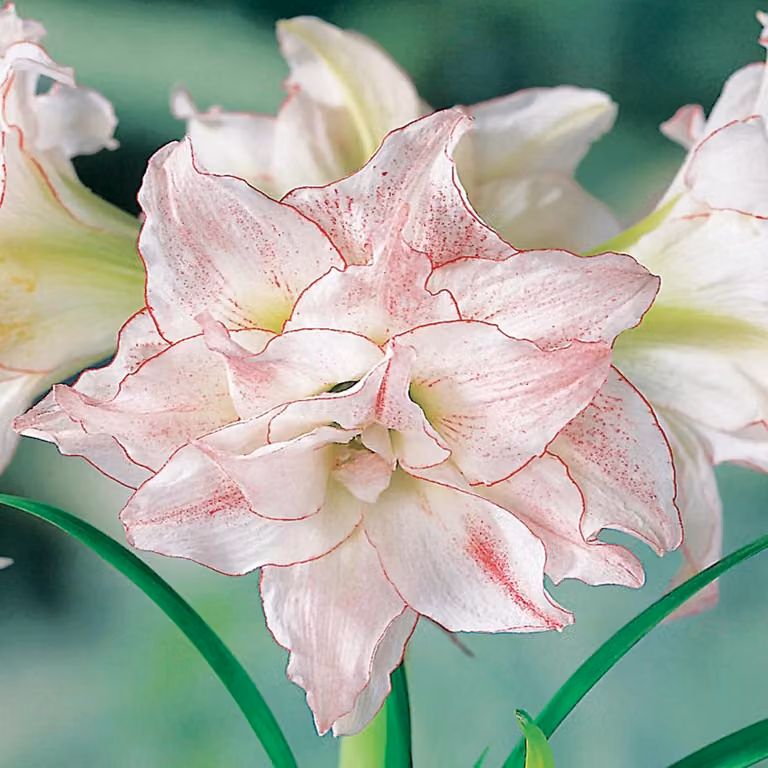 Hippeastrum Zwartnica Amarylis Aphrodite 1 pz Bulbi Bulbi di amarilli