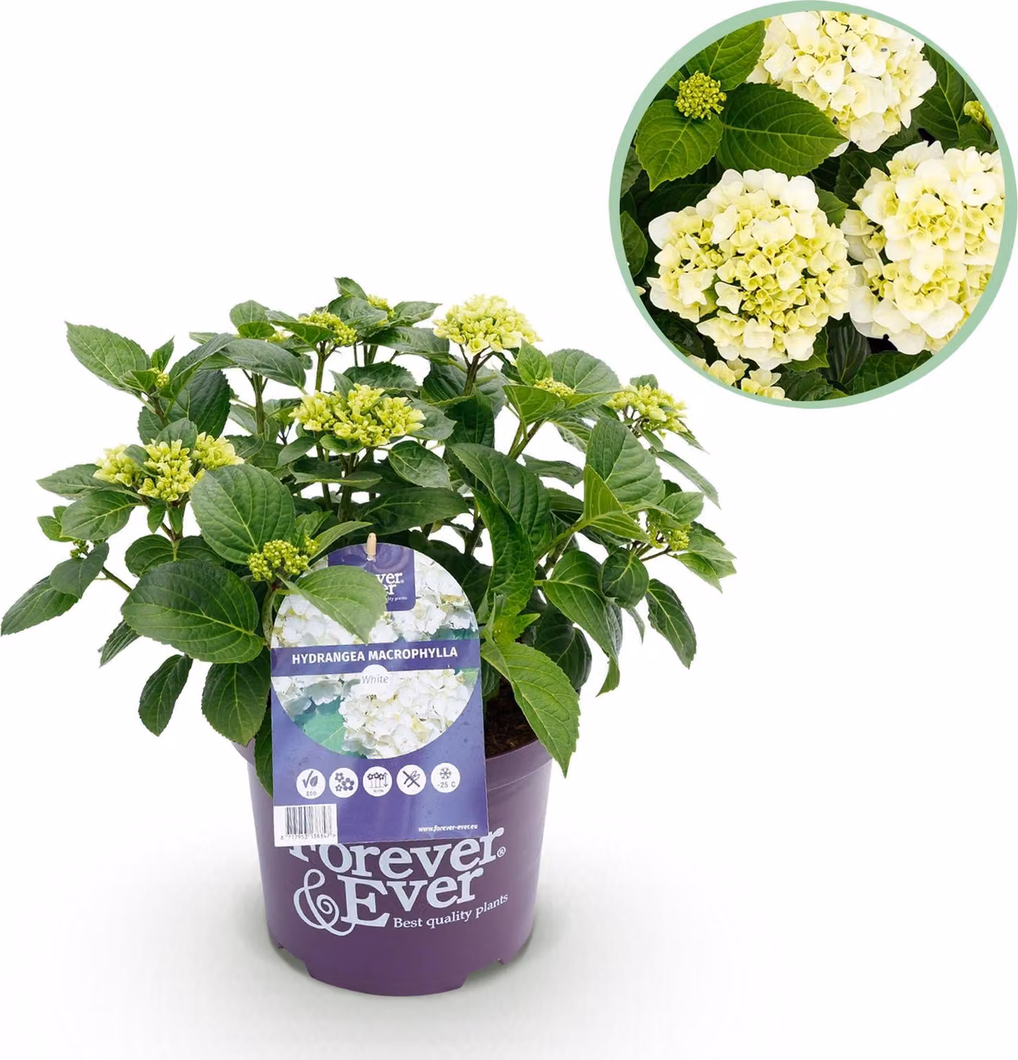 Ortensia Hydrangea macrophylla Forever & Ever Bianca - Pianta da balcone - 7-12