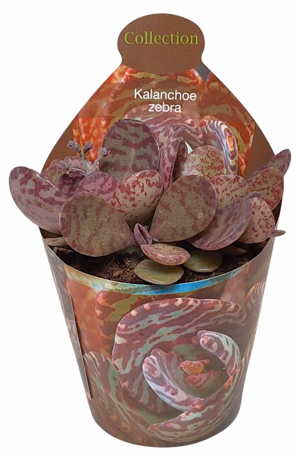 Kalanchoe Zebra - pianta grassa rara - rarità - vaso da 6,5cm - alta 15cm