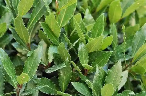 50 PIANTE DI ALLORO ( LAURUS NOBILIS ) H150 CM piante per siepi