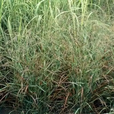 6 x Panicum virg. 'Rotstrahlbusch' - Ruten Hirse - Topf 9 x 9 cm
