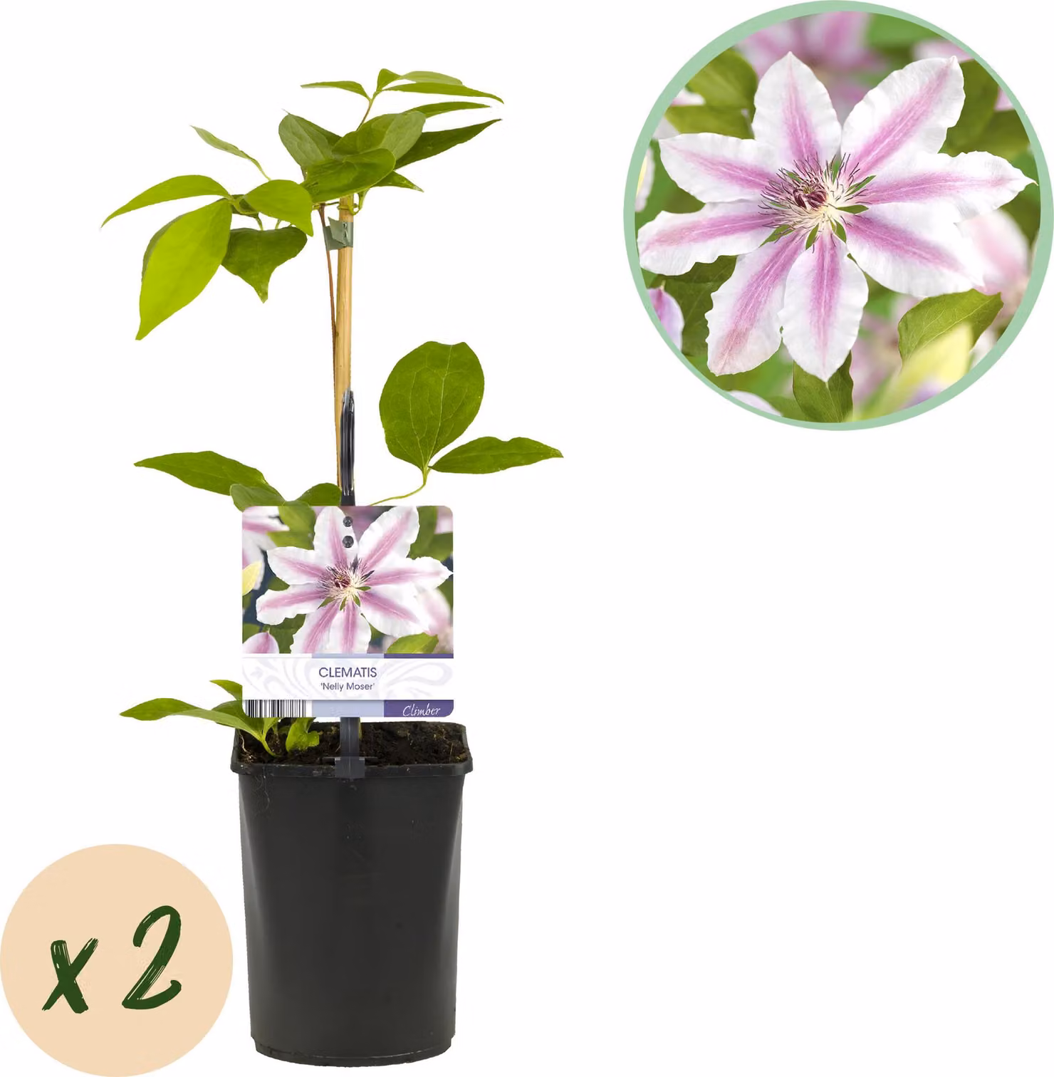 Vite rampicante - Clematis Nelly Moser - Fiore rosa - Piante a bassa manutenzione -2 - 30-40cm - Ø10cm - Pianta da giardino