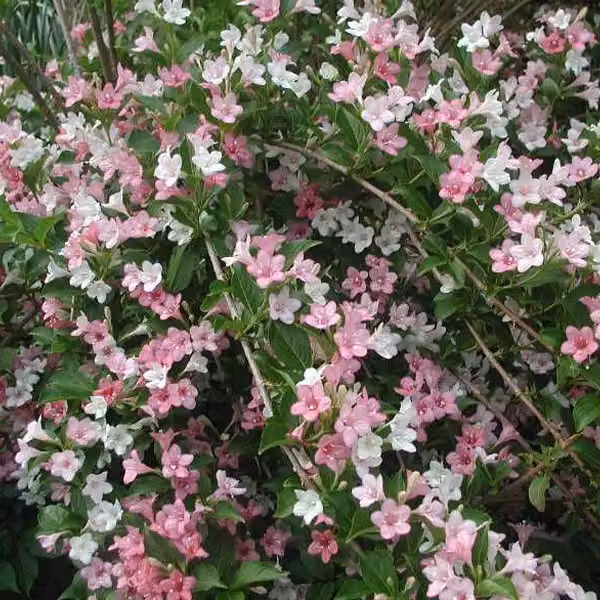 2 piante di Weigela - Weigela 'Carnaval' ('Courtalor') | Altezza: 50-60 cm, in vaso