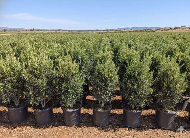 Sunny Tree - Olivo - Olea Europea in forma di arbusto - Altezza circa 100-120 cm incluso il vaso. - Resistente fino a -18 - Sempreverde