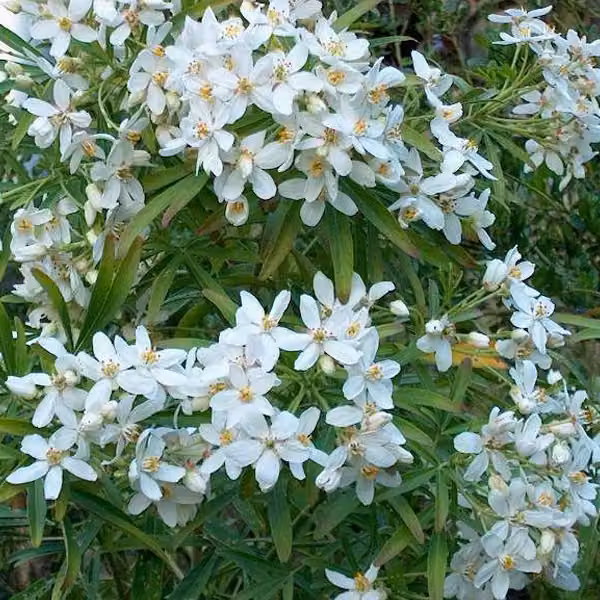 Orangenblume - Choisya 'Aztec Pearl' | 50-60 cm in vaso