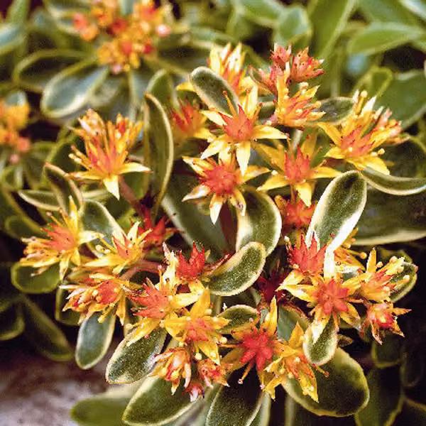 6 piante di Sedum kamtschaticum 'Variegatum', varietà a foglie screziate, in vaso da 9x9 cm