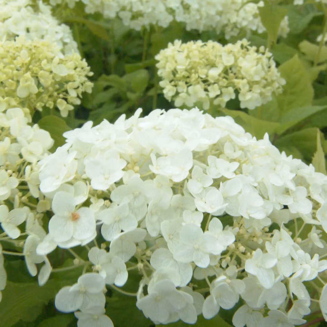 Ortensie - Hydrangea arborescens 'Annabelle' | 60-80 cm in vaso
