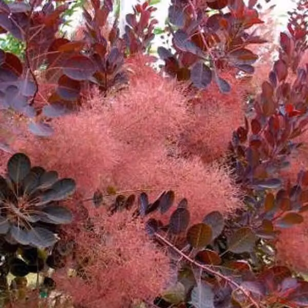 Roter Perückenstrauch - Cotinus coggygria 'Royal Purple' | Altezza: 60-80 cm, in vaso