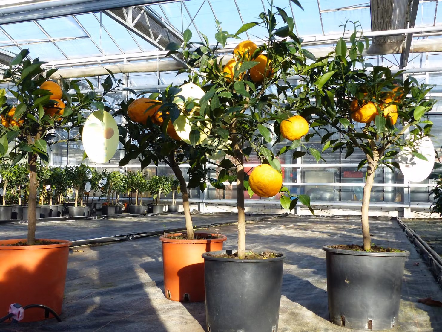 Citrus Yuzu 70 - 80 cm, albero di limone Limone, limone giapponese, resistente al freddo