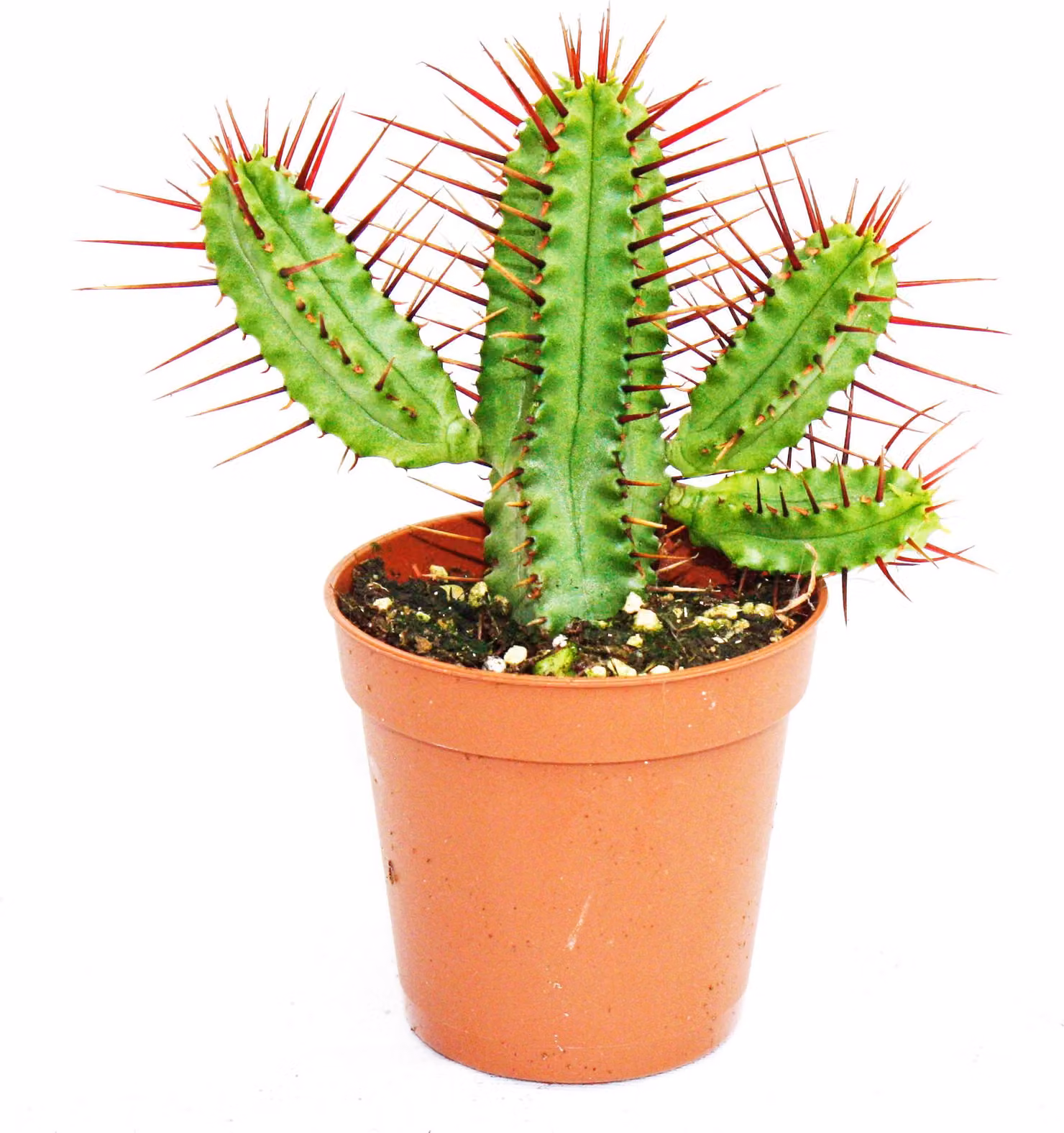 Euphorbia enopla - euforbia con spine rosse - piccola pianta in vaso da 5,5 cm