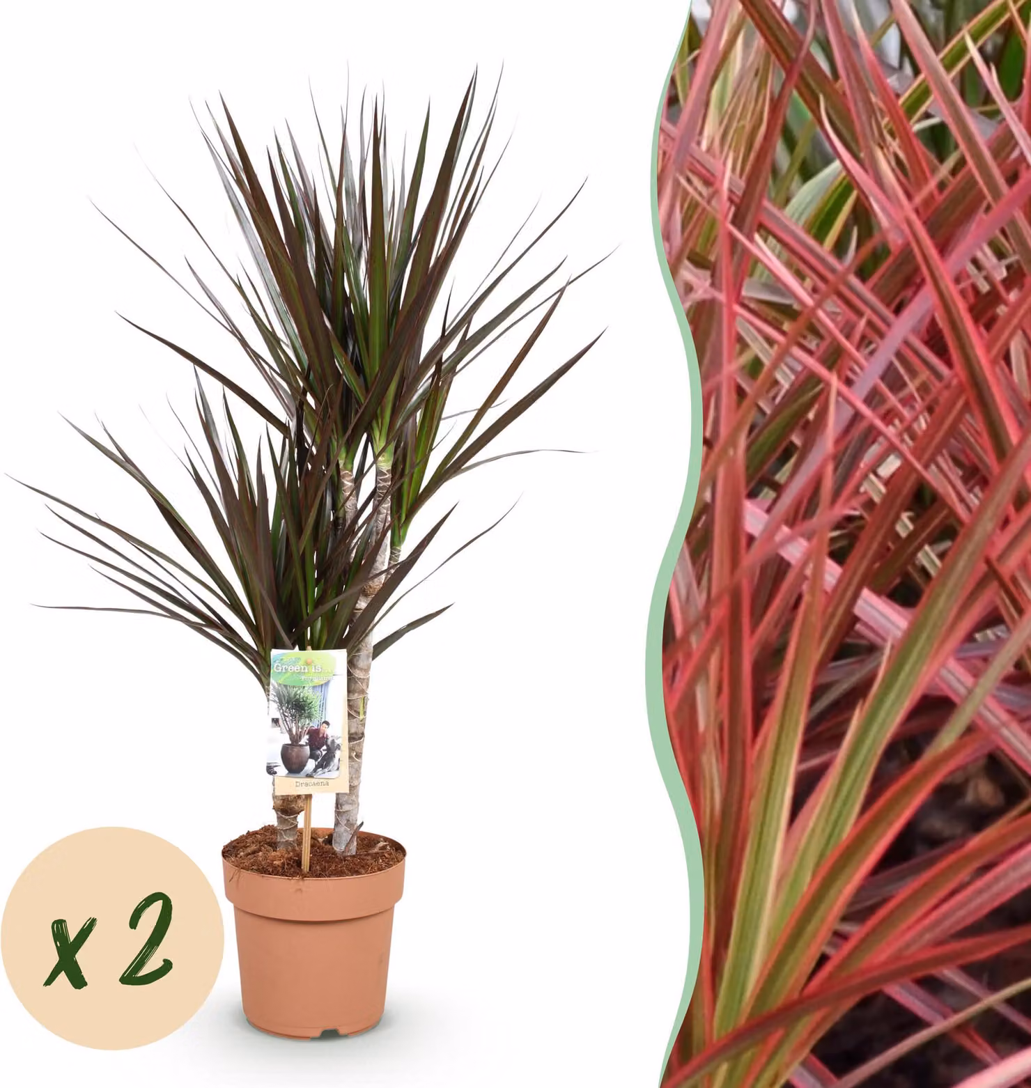 Dracaena Magenta - Albero del drago - Bassa manutenzione - Verde - 2 piante - 70-80cm - Ø17cm - Pianta d'appartamento - Sempreverde