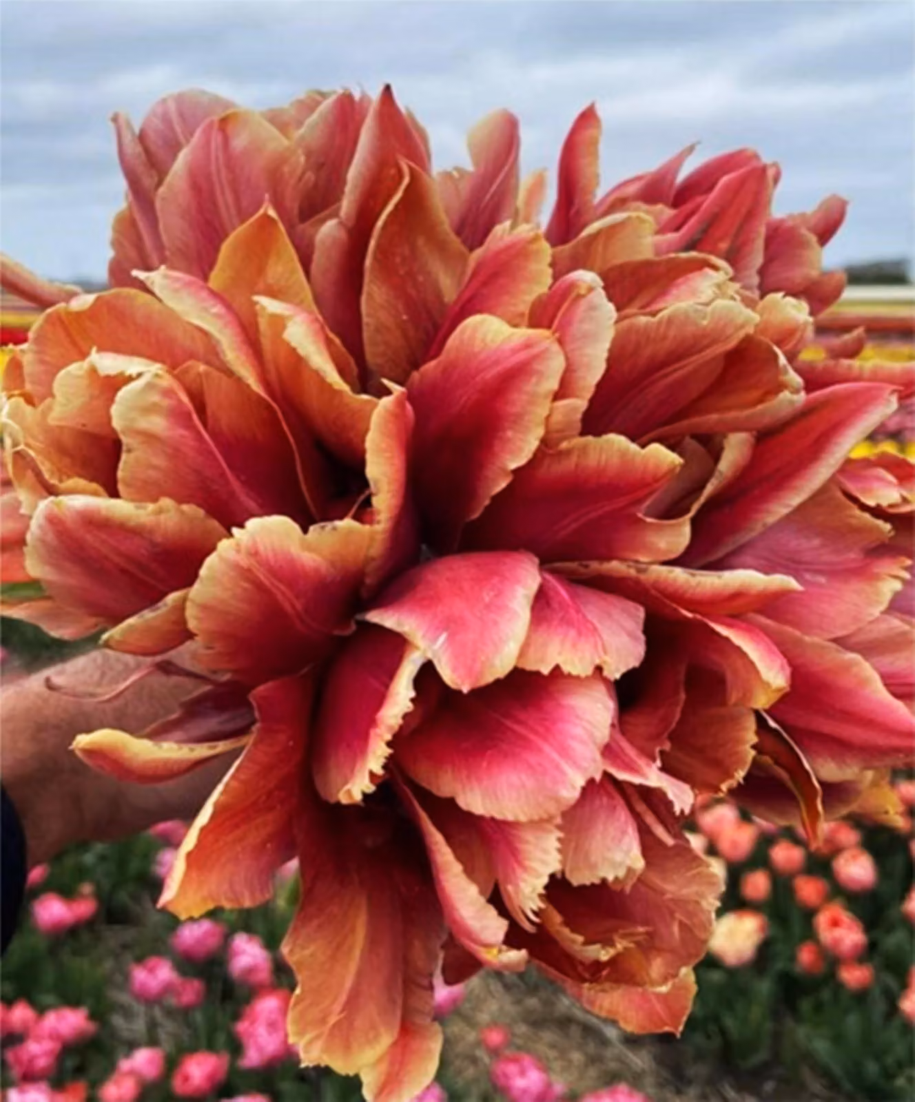 Tulipani Bulbi Fiori Tulipano doppio Callahan 5 pz.