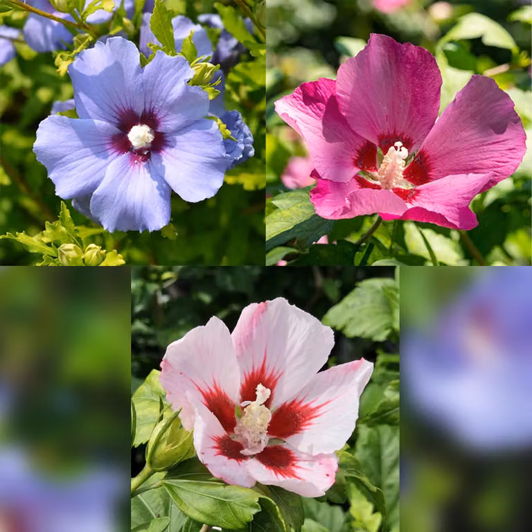 Hibiscus syriacus Tricolour: pianta a fusto fiorito con fiori tricolori, ideale