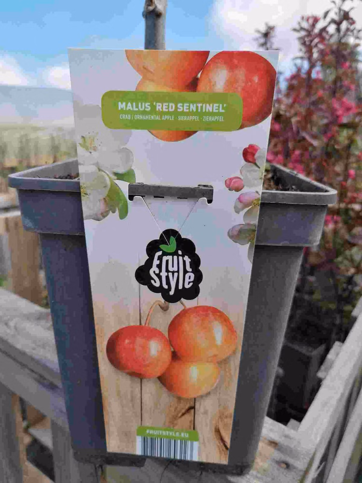 Melo ornamentale 'Red Sentinel' 100-120 cm - Melo - Malus ''Red Sentinel' - Melo