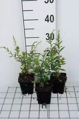 6 x Solidago rugosa 'Fireworks' - Verga d'oro - Vaso 9 x 9 cm
