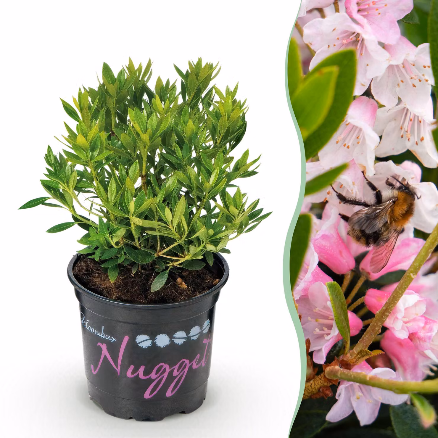 Rododendro nano - Rhododendron Bloombux rosa chiaro - Bosso da fiore - Manutenzione ridotta - Fiore rosa chiaro - 20-25cm - Ø10,5cm - Pianta da giardino