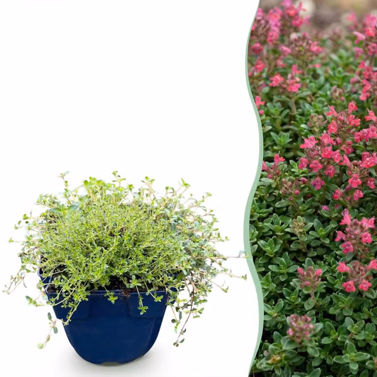 Thymus praecox Red Carpet - Timo rampicante - Profumato - Rosso-rosa - 15-25cm - Ø11cm - Pianta da giardino