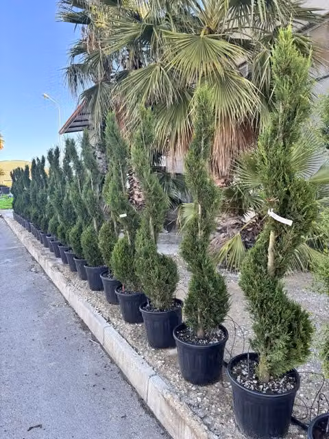Cupressocyparis Leylandii Spirale 45 di Vivaio Garden Forest, conifera ornamentale verde in vaso, Altezza: 170 cm