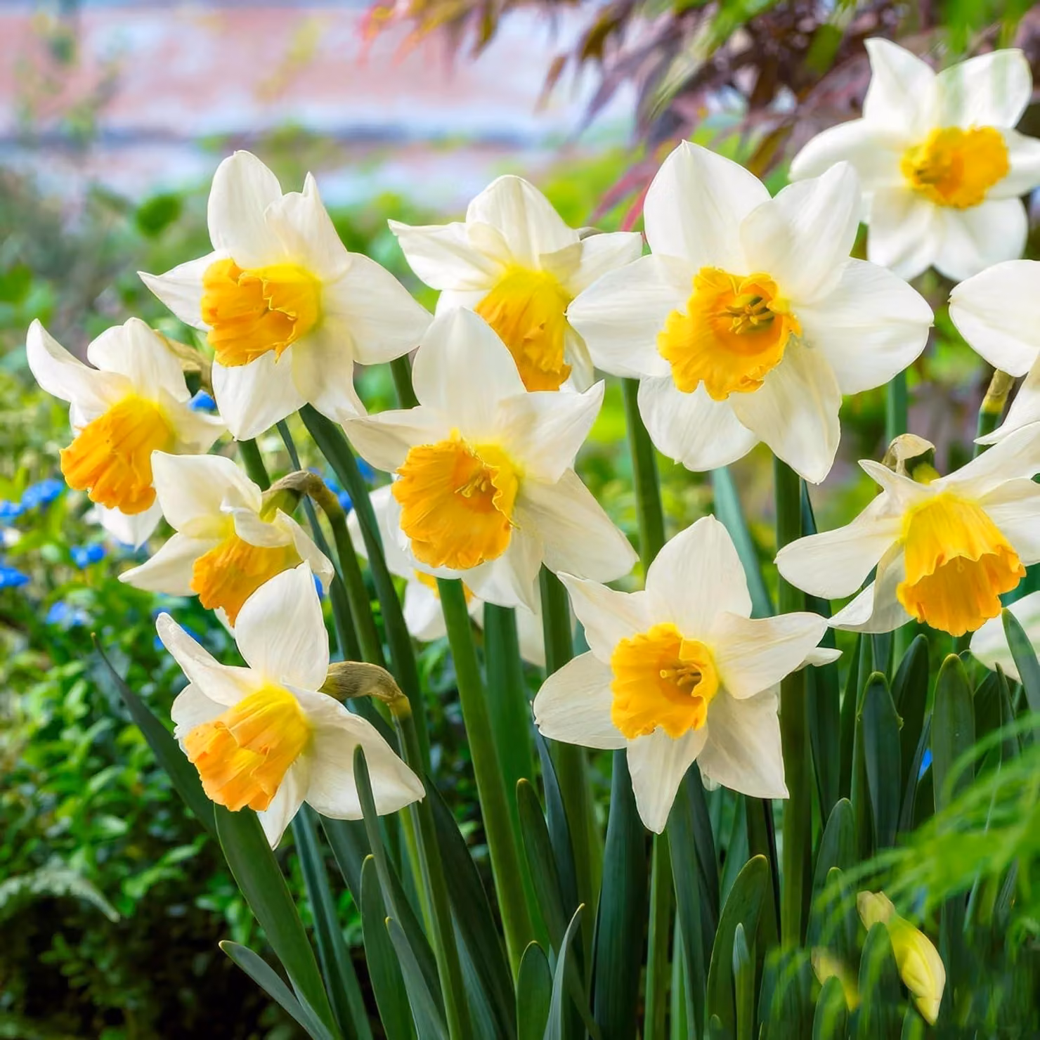 Bulbi di narciso resistenti al freddo, perenni - Narcisi "Avalanche", fioritura estiva - 25 bulbi - Piante profumate provenienti dall'Olanda - adatte per giardino e vasi (non semi, non prodotti artificialmente)