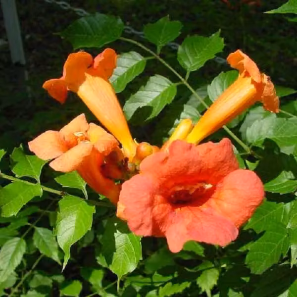 2 piante di Trombetta di angelo (Campsis radicans 'Flamenco') | Altezza: 50-60 cm, in vaso