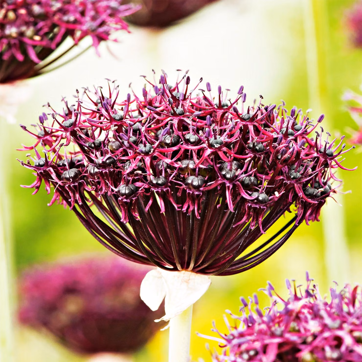Bulbi da fiore Bulbi Porro ornamentale Allium Atropurpureum 3 pz.