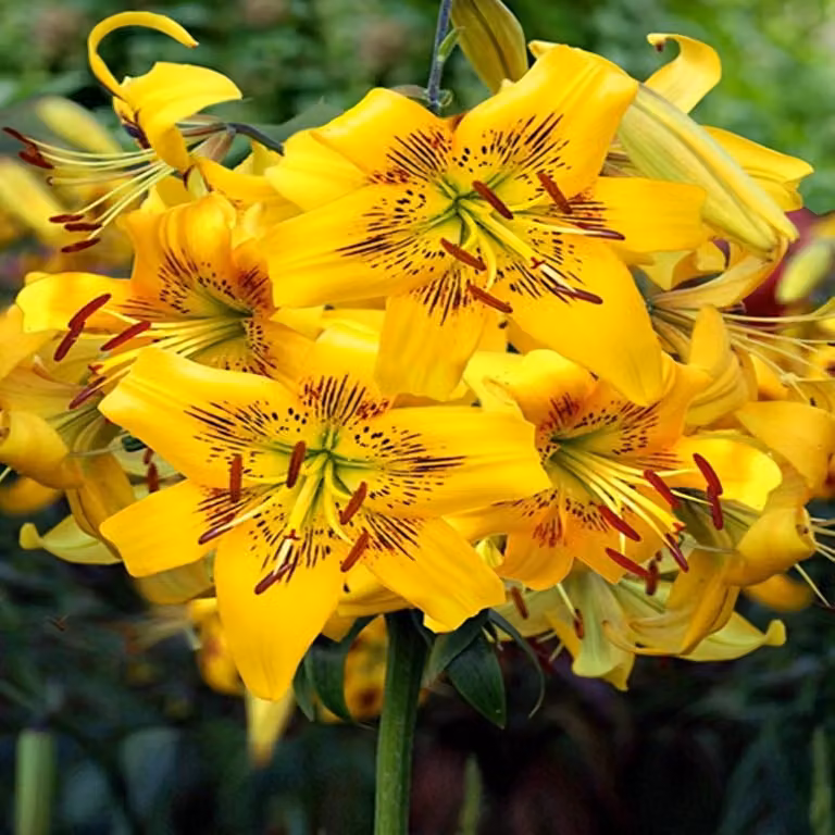Lilia Tygrysia Yellow Bruse 1 pz. Lilie bulbi di giglio bulbi Profumati