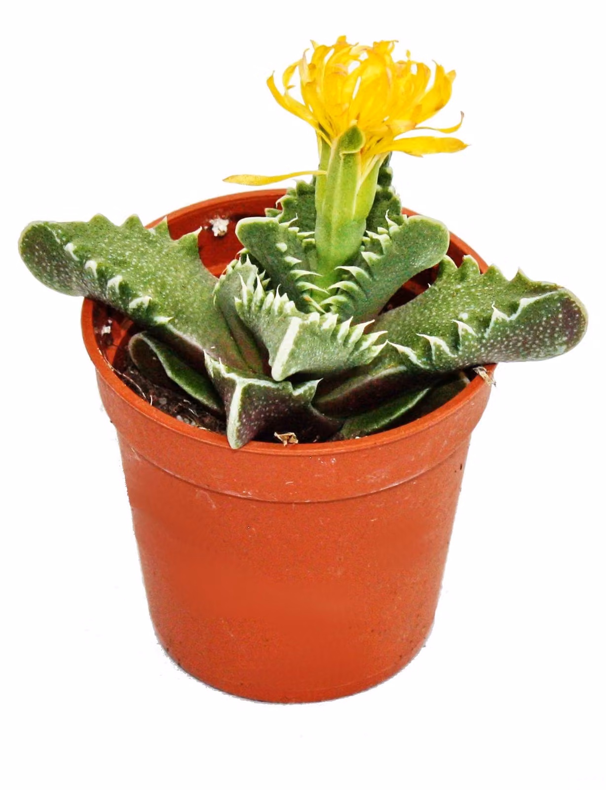 Faucaria tigrina - gola di tigre - vaso da 8,5 cm