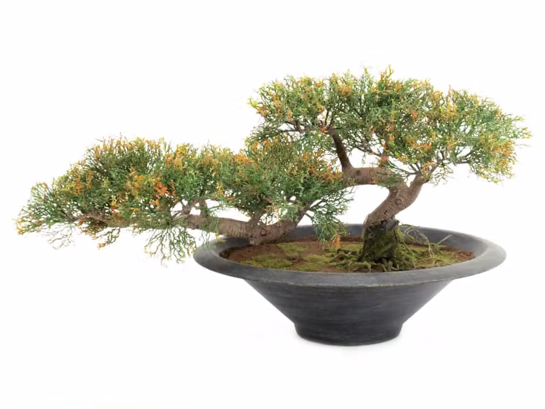 Bonsai di cedro, 40 cm - PIANTA D'ARTE