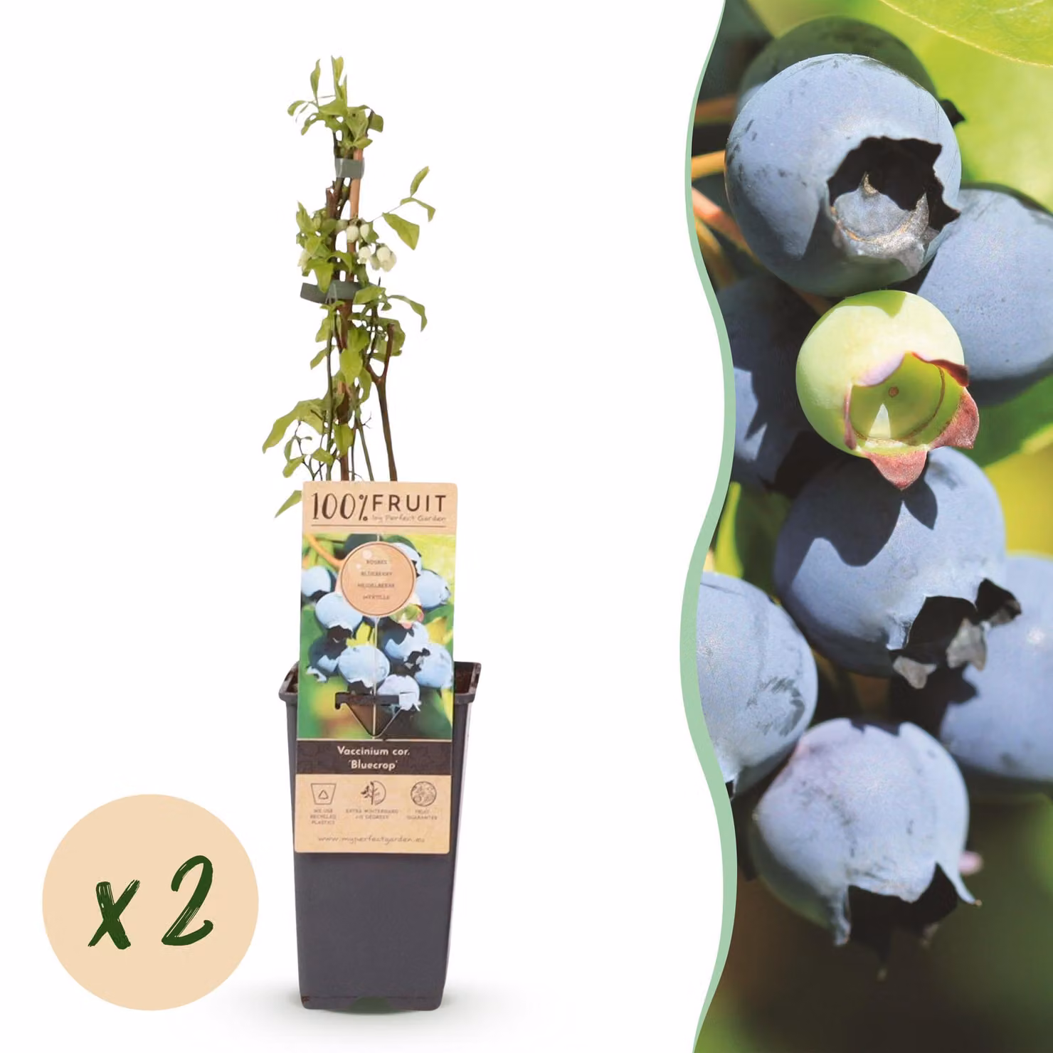 Vaccinium corymbosum Bluecrop - Mirtillo - Hardy - Mirtillo - 2 piante - 40-50cm - Ø15cm - Pianta da giardino