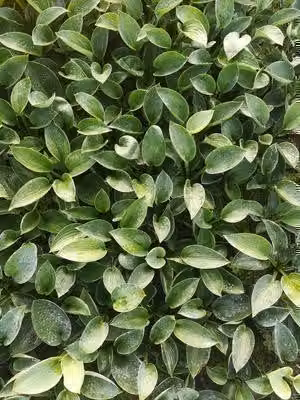 6 x Hosta hybr. 'Love Pat' - Hosta - vaso 9 x 9 cm