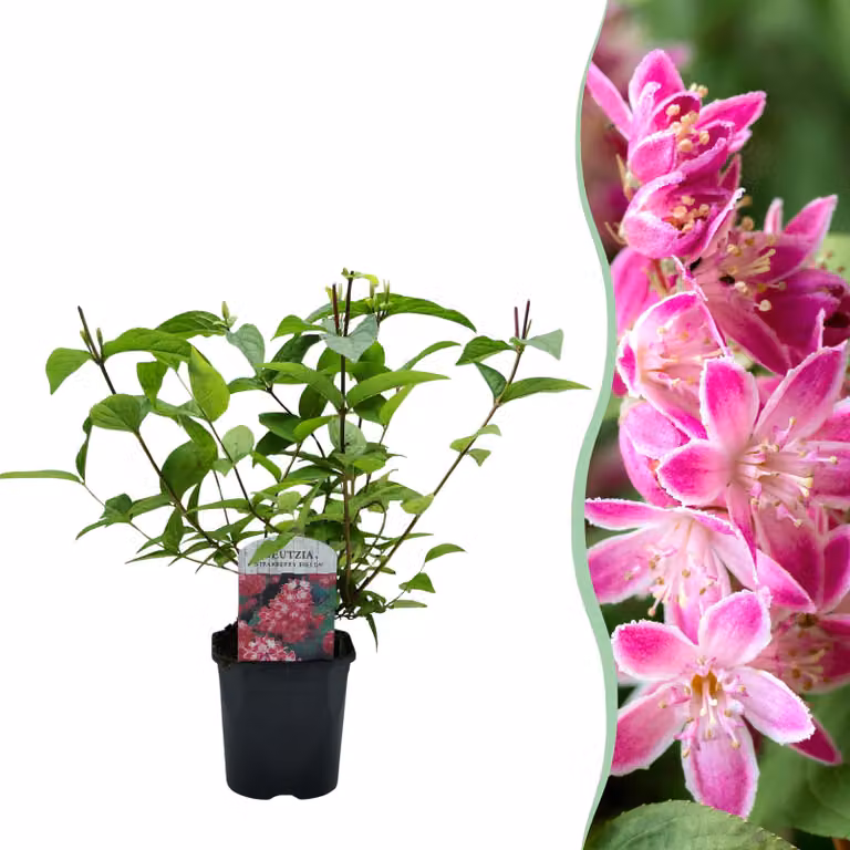 Arbusti - Deutzia hybrida Strawbery Fields - Fiore rosa - 1 Pianta - Decidua - Bassa manutenzione - 35-45cm - Ø18cm - Pianta da giardino