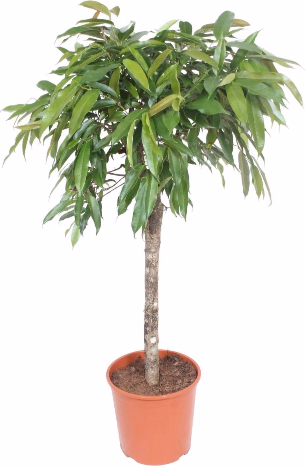 Ficus Amstel King - 140 cm - Ø30