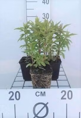 6 x Eupatorium cannabinum - Margherita d'acqua - Vaso 9 x 9 cm