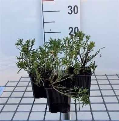 6 x Iberis semp. 'Weisser Zwerg' ('piccola gemma') - Fiore a nastro - vaso 9 x 9 cm